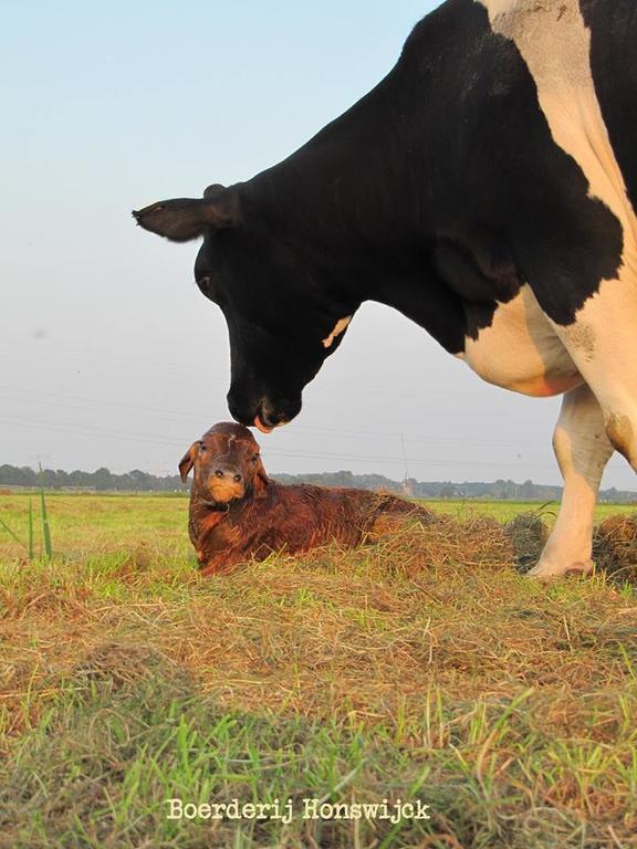 ウェースプ Boerderij Honswijckゲストハウス エクステリア 写真